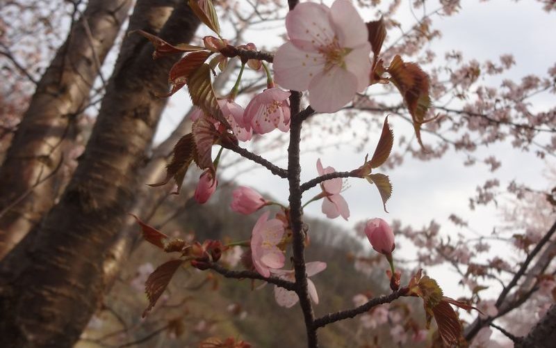 桜が満開でした。